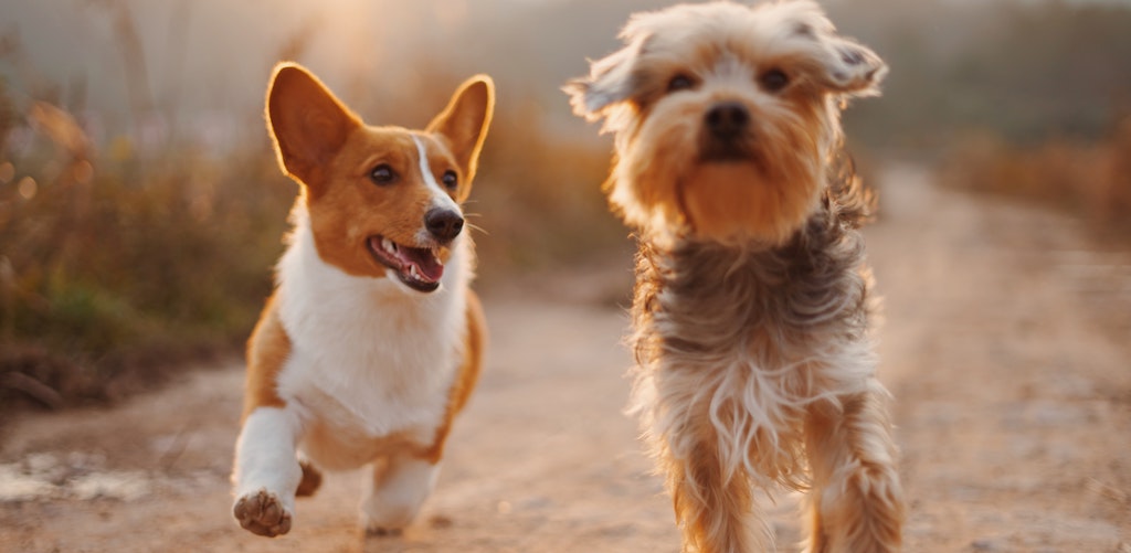 10 Fun Fundraising Ideas for Animal Shelters